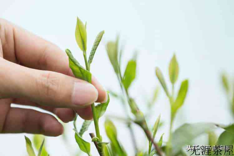 西湖龙井茶贵不贵？