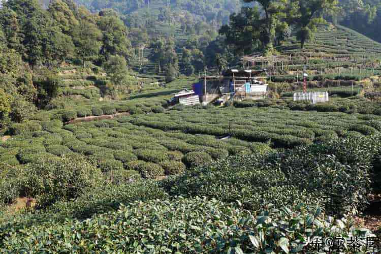 西湖龙井茶贵不贵？