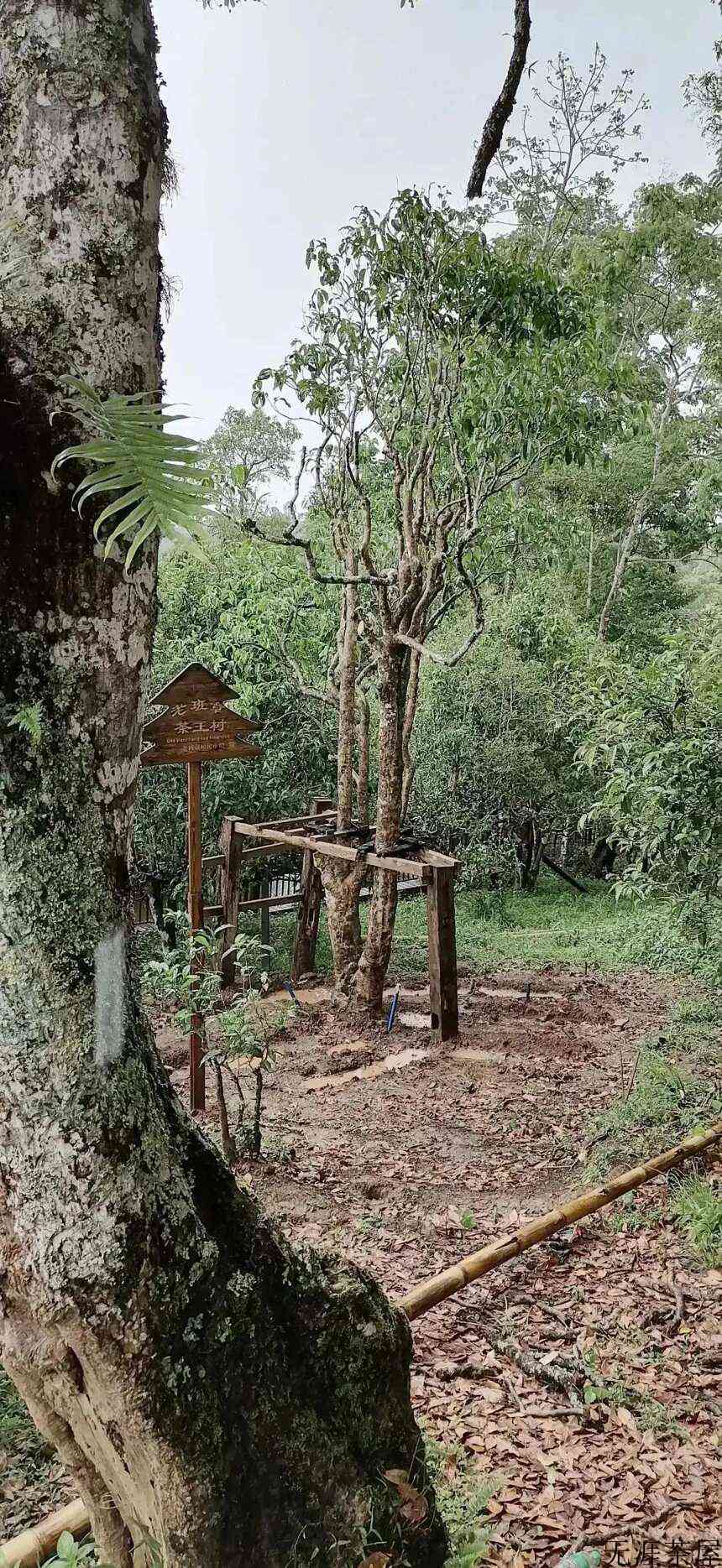 普洱茶六十军规（十六）