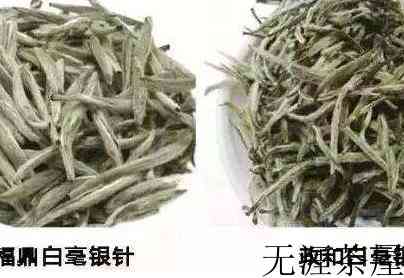 福鼎白茶和政和白茶有什么区别？