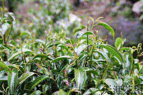 【茶功效】石崖茶的副作用 哪些人不能喝石崖茶