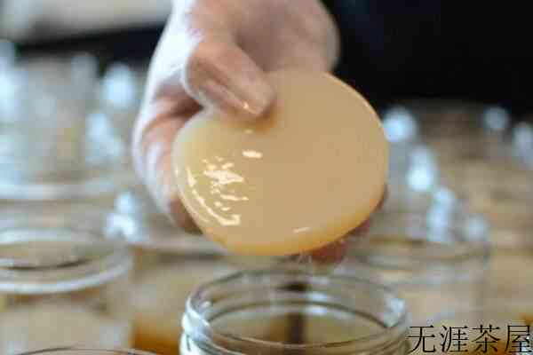 红茶菌菌种的制作方法_红茶菌菌种是怎么形成的