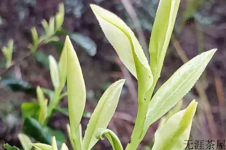 南川大树茶多少钱一斤_南川大树茶价格