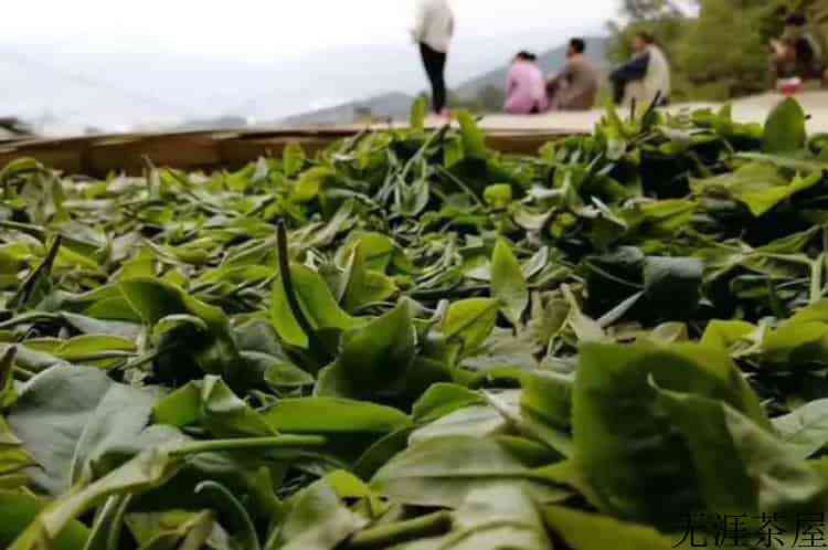 南川大树茶多少钱一斤_南川大树茶价格