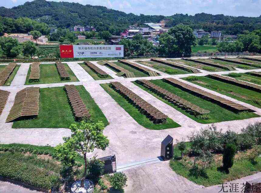 休养生息，方能生生不息！福鼎白茶迎来伏季休茶期