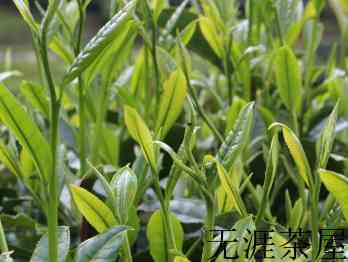金骏眉属于什么茶？金骏眉的冲泡技巧介绍！