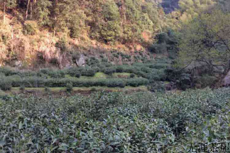 霄坑野生茶是富硒茶吗_霄坑茶的好处