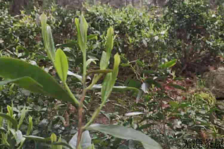 霄坑野生茶是富硒茶吗_霄坑茶的好处