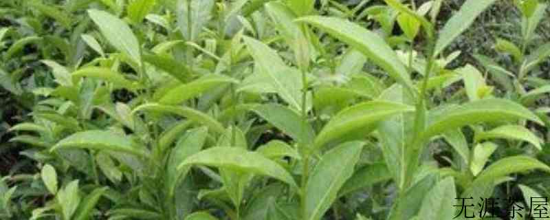 茶叶栽培技术