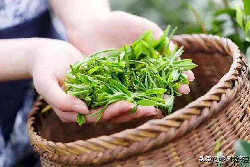 古丈毛尖-绿茶中的“珍品”