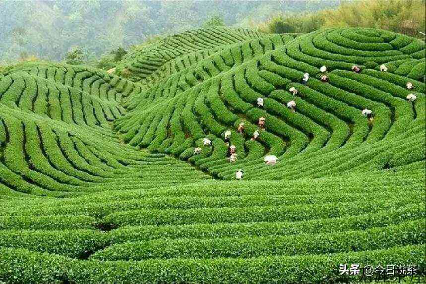 古丈毛尖-绿茶中的“珍品”