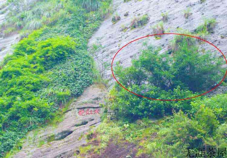 福建大红袍价格多少钱一斤（福建）