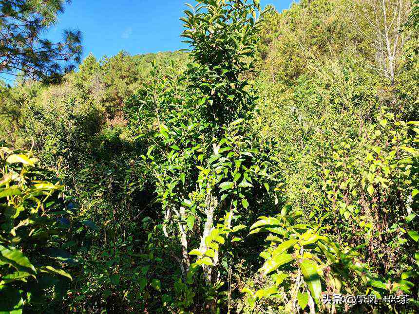 普洱古树茶、乔木茶、大树茶、老树茶、小树茶，怎么分？看树龄