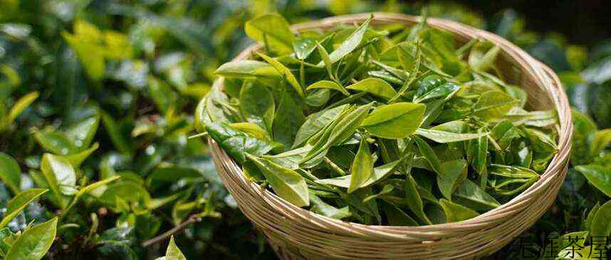 冰岛茶与勐海茶的区别