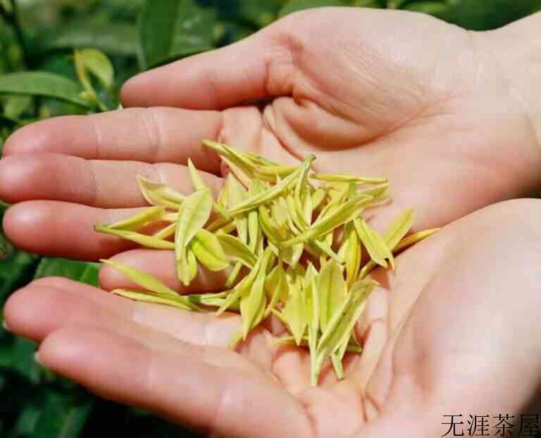 2022黄金芽茶叶价格（头采要2000到3000一斤）