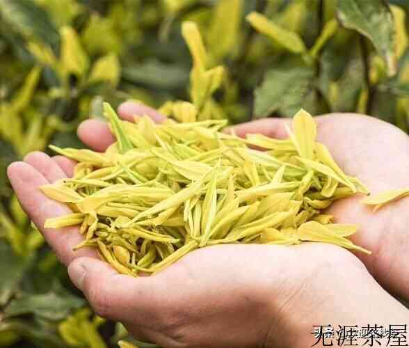 2022黄金芽茶叶价格（头采要2000到3000一斤）