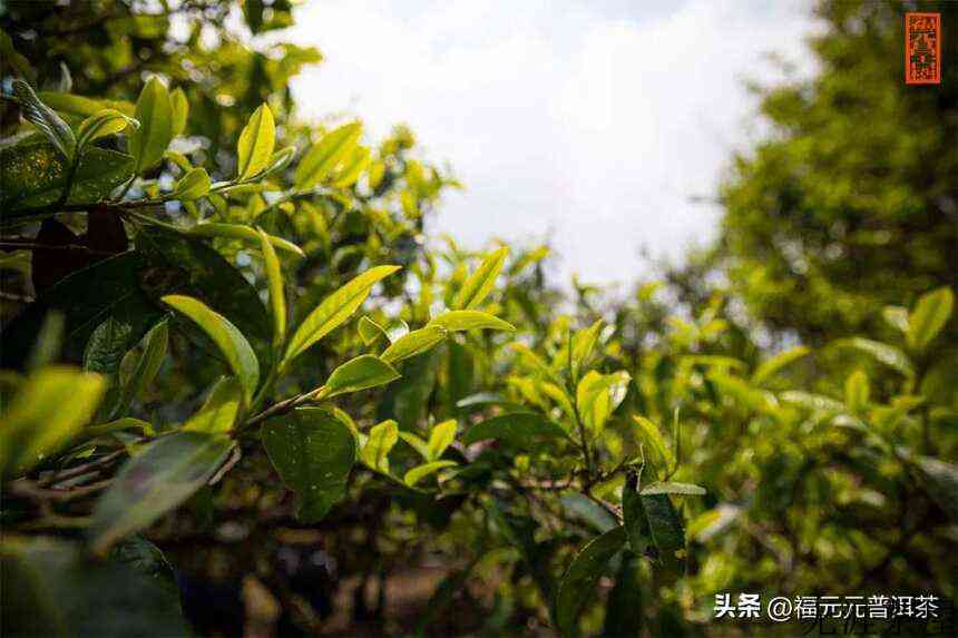 百花之奇香，冠绝易武