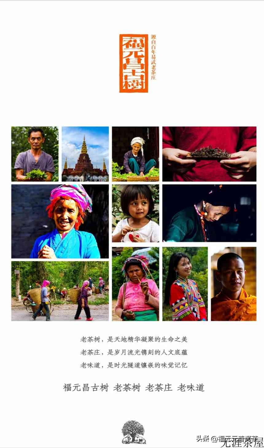 百花之奇香，冠绝易武