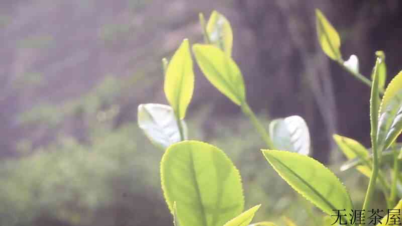 牛栏坑肉桂属于什么茶