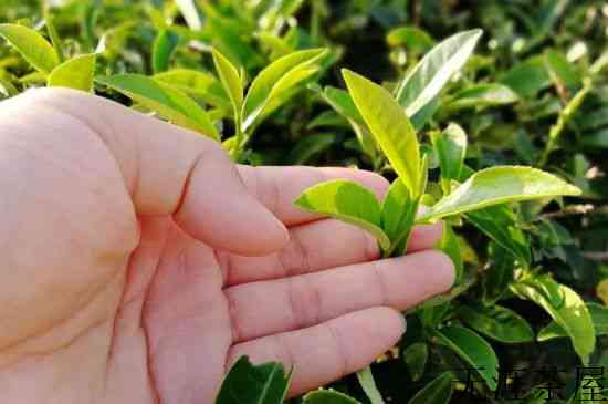 大红袍四大品种有哪些，大红袍的种类和著名品种特点介绍