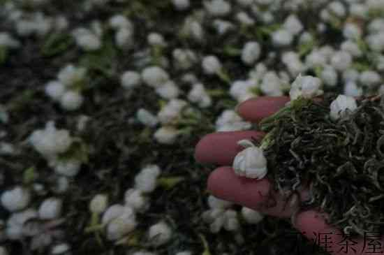 茉莉茶的种类和等级，茉莉花茶的分类