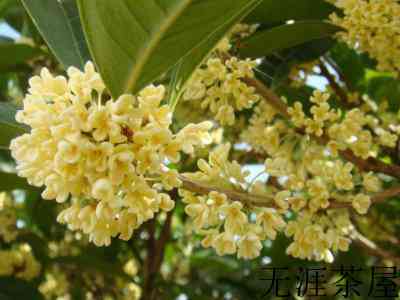 桂花泡茶禁忌，桂花泡水喝的9大禁忌