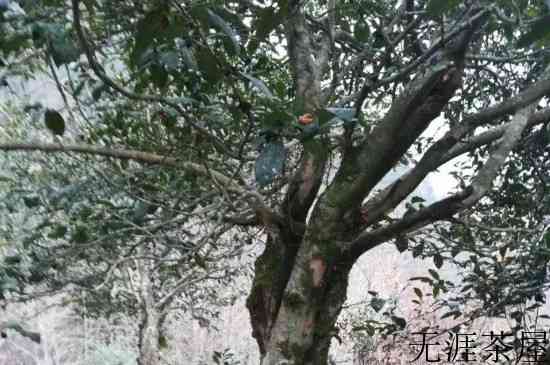 南川大树茶属于什么茶，南川大树茶是红茶吗？