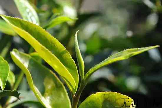 南川大树茶属于什么茶，南川大树茶是红茶吗？
