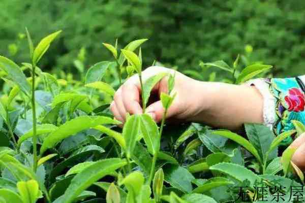 绿茶的制作流程五个步骤，绿茶的制作工艺流程