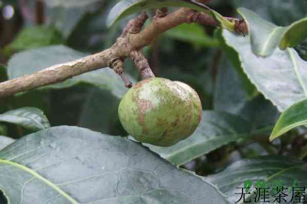 茶果是茶树的果实吗，茶果是什么(榨油的最佳选择)
