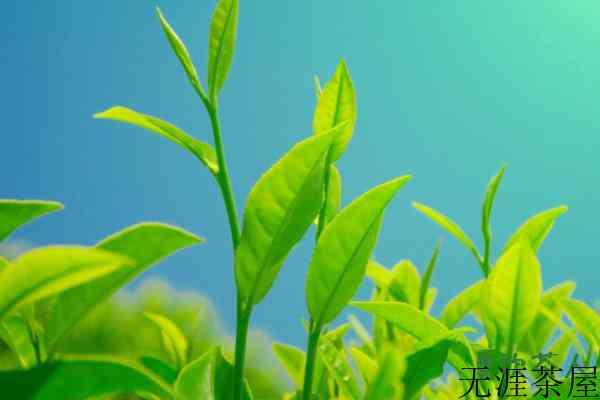 何为茶树品种，茶树品种的概念(最全解析值得收藏)