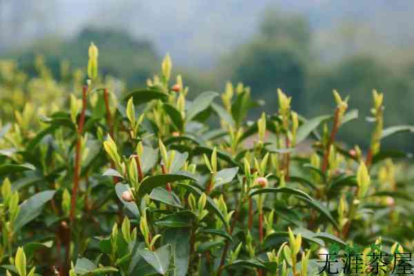 种几棵茶树够自己喝，种多少茶树够自己吃(至少6棵茶树)