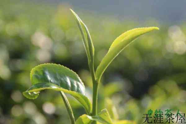 种几棵茶树够自己喝，种多少茶树够自己吃(至少6棵茶树)