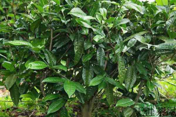 种几棵茶树够自己喝，种多少茶树够自己吃(至少6棵茶树)