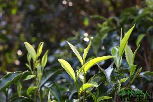 种几棵茶树够自己喝，种多少茶树够自己吃(至少6棵茶树)