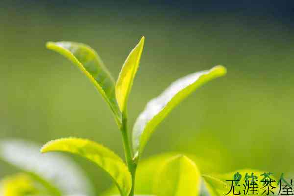 种几棵茶树够自己喝，种多少茶树够自己吃(至少6棵茶树)