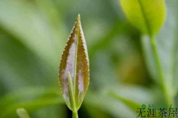 安溪茶文化特色，安溪的茶文化有哪些(茶文化基本知识)