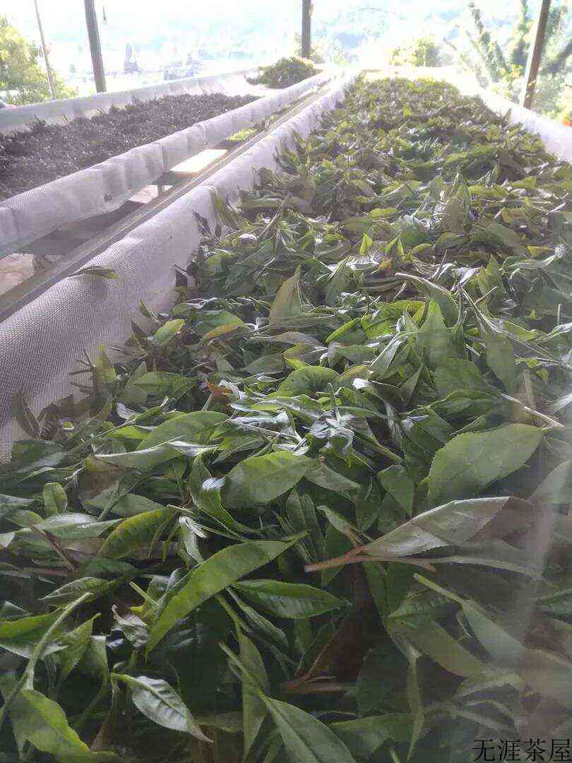 今天去班盆老寨寻茶，姐姐拿出了私房茶，喝完直接拿下