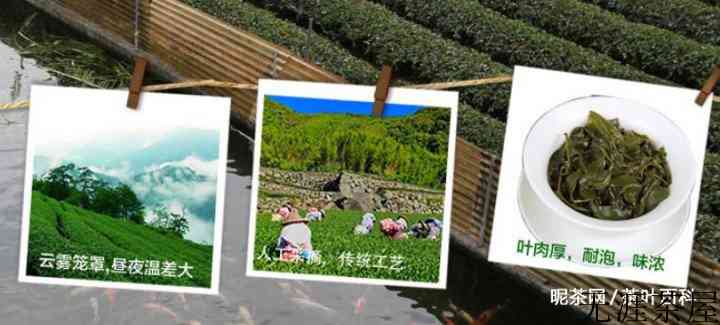 文山包种茶是凉性还是温性？
