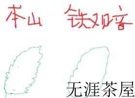 本山茶与铁观音的区别？