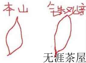 本山茶与铁观音的区别？