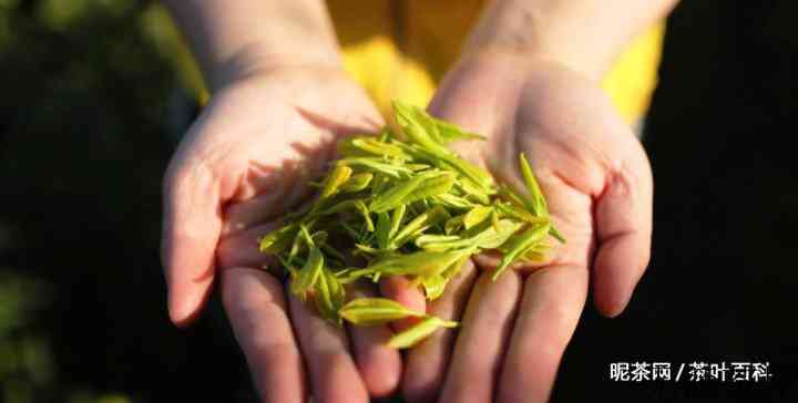 茶叶的主要成分和特性有哪些？