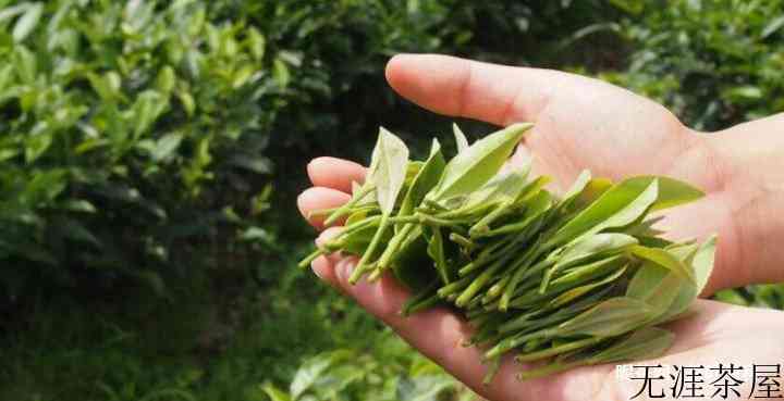 是什么决定了茶叶的价格？茶叶价格受哪些因素影响？
