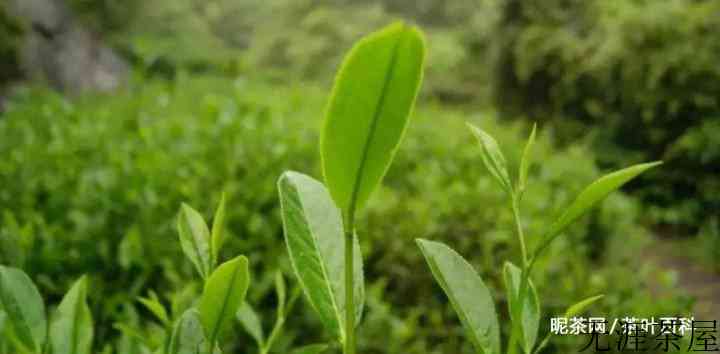 是什么决定了茶叶的价格？茶叶价格受哪些因素影响？