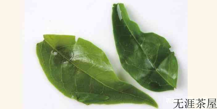 广东大叶青茶叶的特征和口感是怎样的？