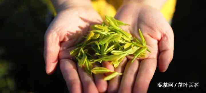 新茶和陈茶的区别？用这几种方法进行鉴别。