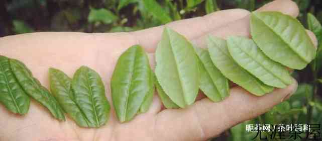 喝六安瓜片茶的功效与作用，喝瓜片茶有什么好处？
