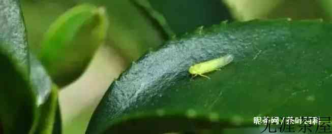 东方美人茶具有的特点是什么