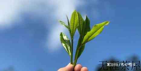 茶叶真的能去除甲醛吗