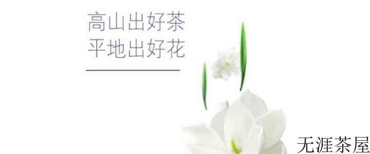 碧潭飘雪的制作原料原来是这些茶